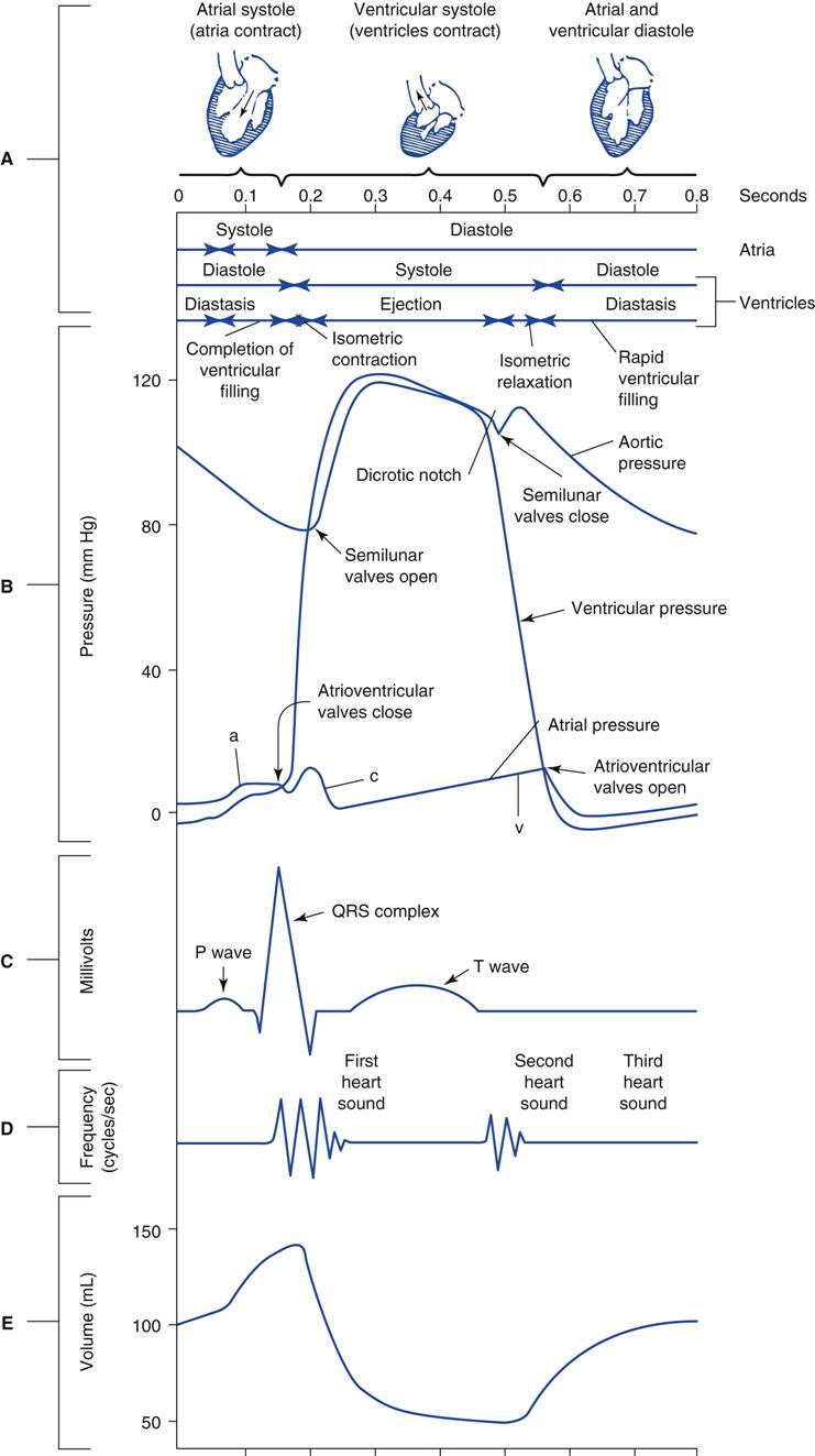 Hemodynamic Monitoring | Thoracic Key normal heart pressures diagram 