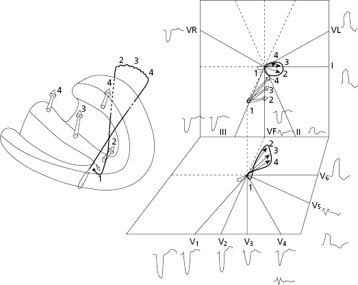 c7-fig-0011