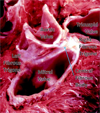 semilunar valves function fibrous anatomy fig
