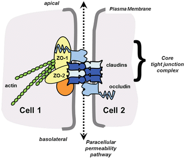 A303377_1_En_8_Fig2_HTML.gif