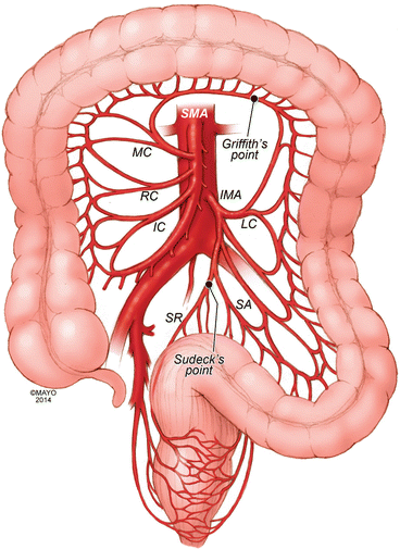 Sma Anatomy Anatomical Charts Posters