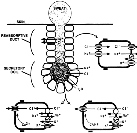 A300366_1_En_5_Fig2_HTML.gif