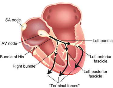 left anterior fascicle
