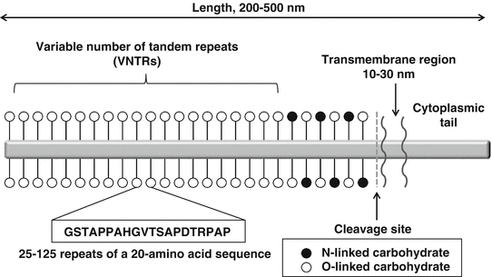 A330619_1_En_5_Fig2_HTML.gif