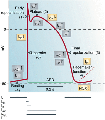 A333161_1_En_9_Fig1_HTML.gif