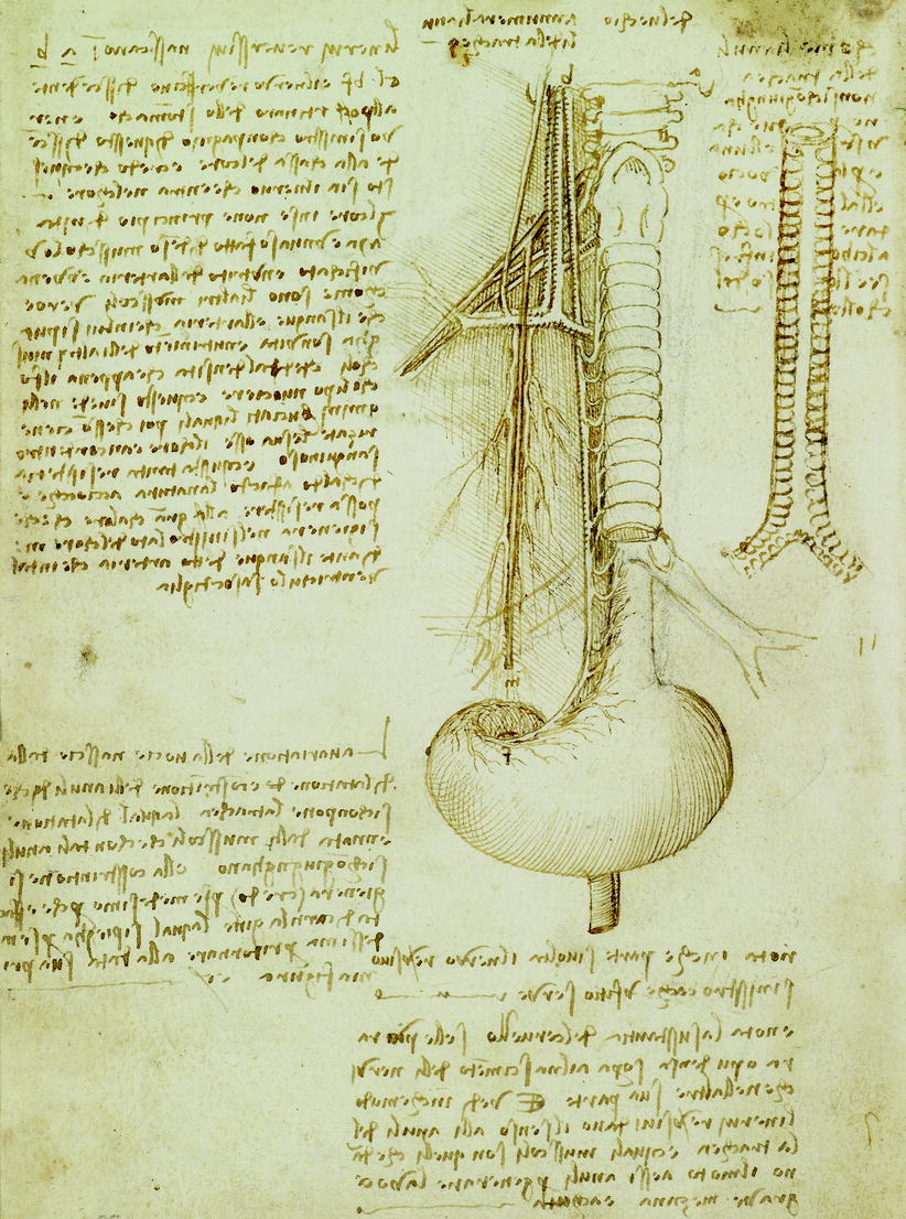 Leonardo’s Use of Drawing | Thoracic Key