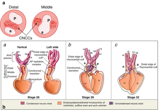 Neural Crest Thoracic Key