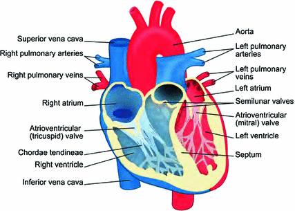 Introduction | Thoracic Key