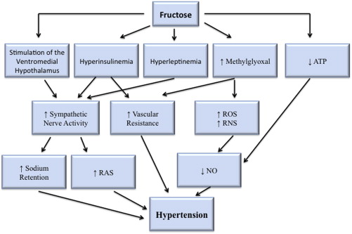 An Unsavory Truth: Sugar, More than Salt, Predisposes to Hypertension ...