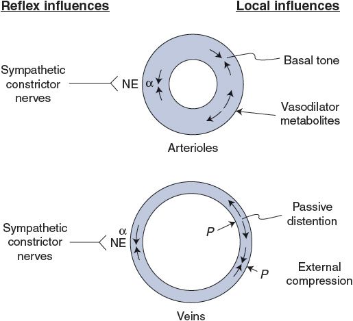 Vascular Control Thoracic