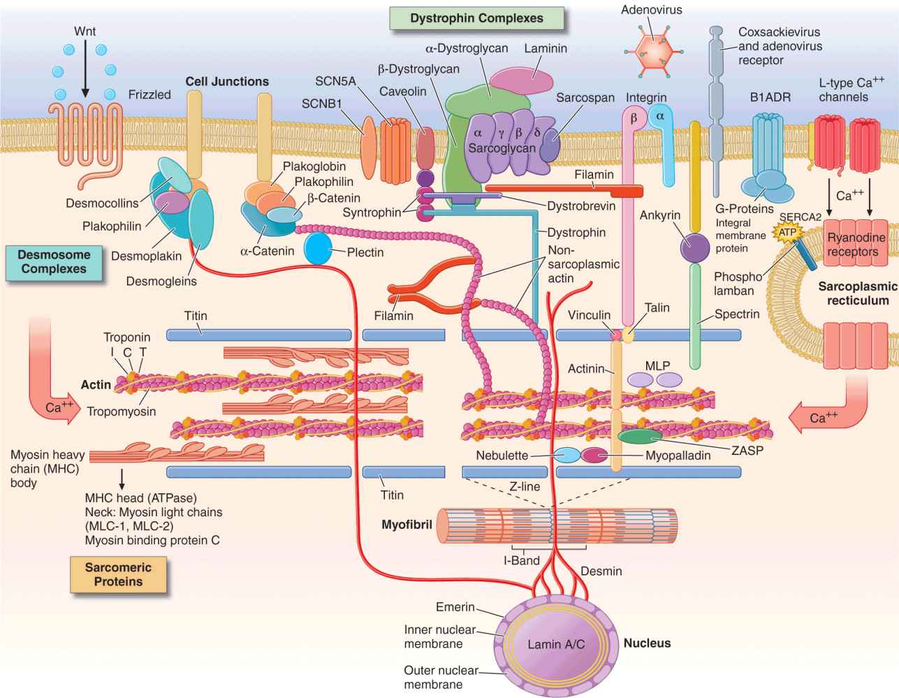 Cardiomyopathy and Myocarditis | Thoracic Key