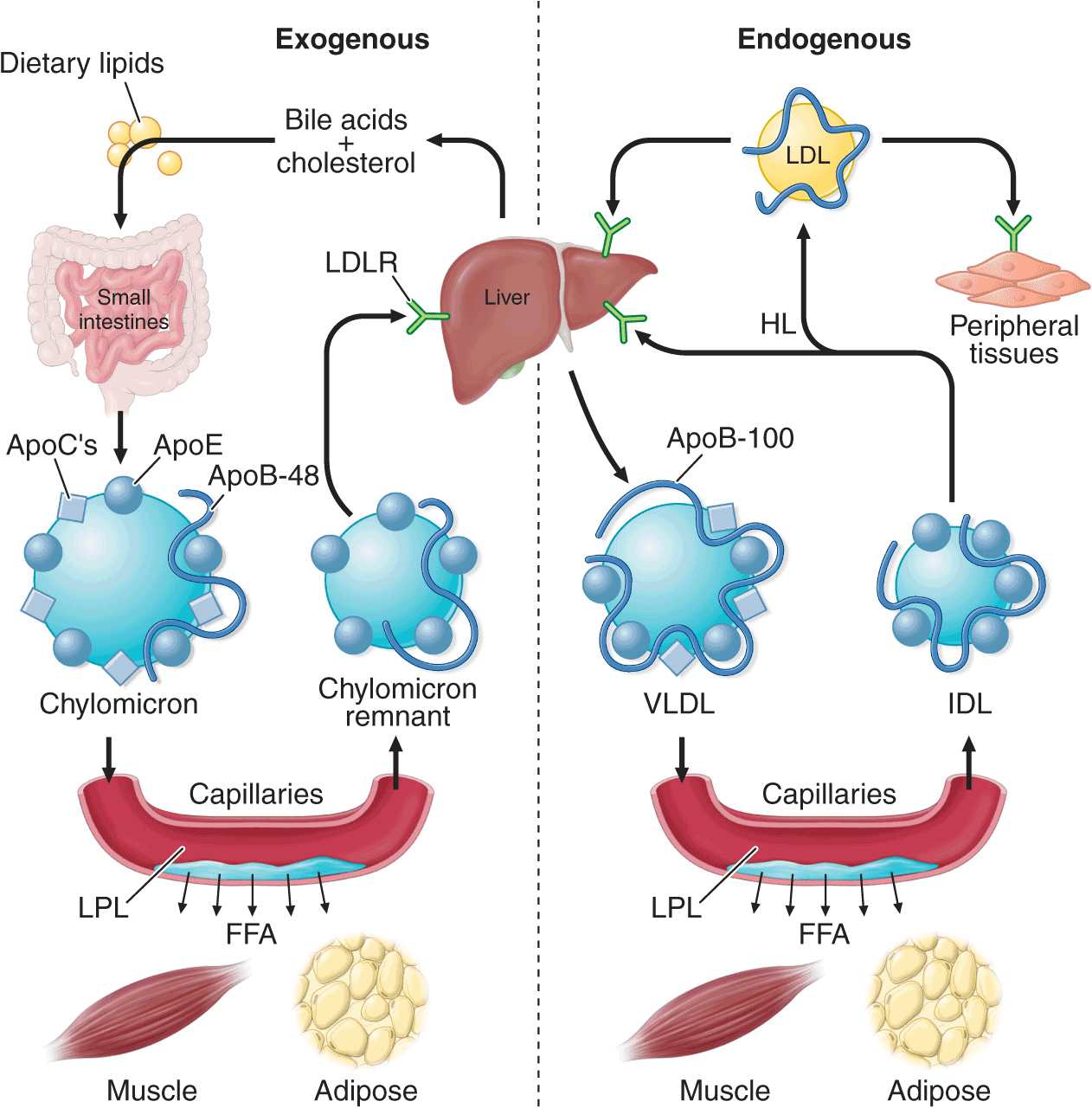 Disorders of Lipoprotein Metabolism | Thoracic Key