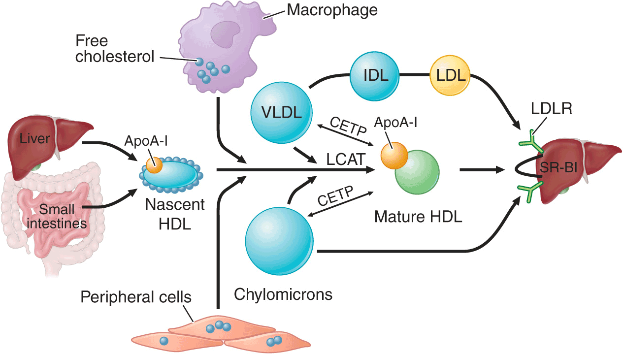 Disorders Of Lipoprotein Metabolism Thoracic Key