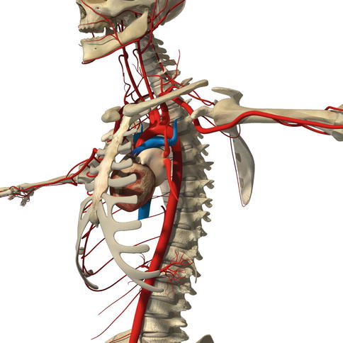 subclavian artery and vein