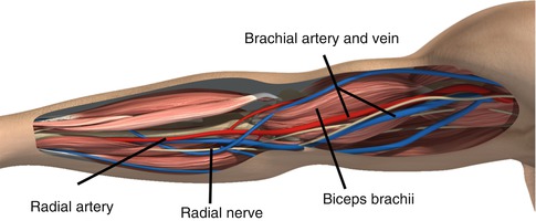 axillary artery and brachial artery