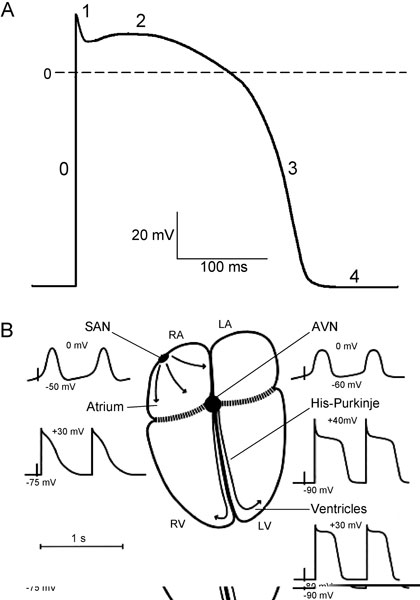 cardiac action potential diagram