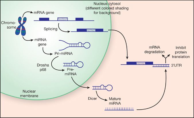 The Genetic Basis of Respiratory Disorders | Thoracic Key