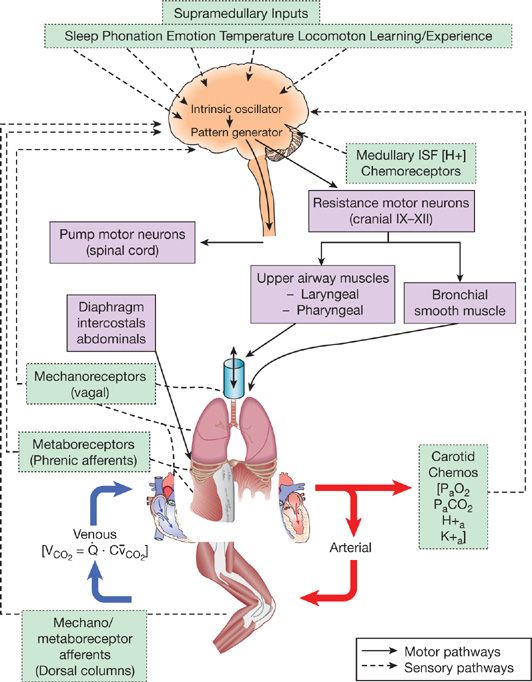 Respiratory System Response To Exercise In Health Thoracic Key