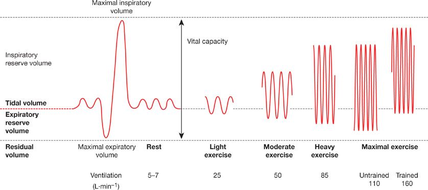 Improve Lung Capacity With Heart Healthy Exercises