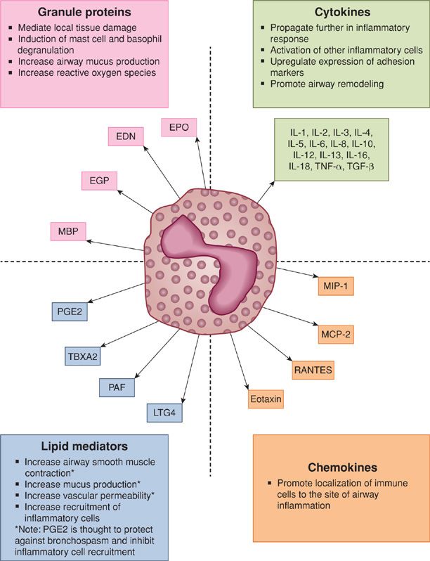 Eosinophiles Asthma