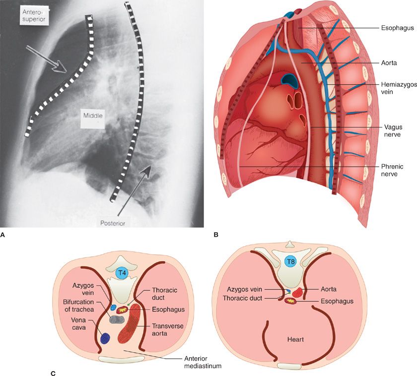 anterior mediastinum anatomy