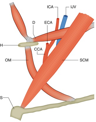 stapedial artery and hyoid artery