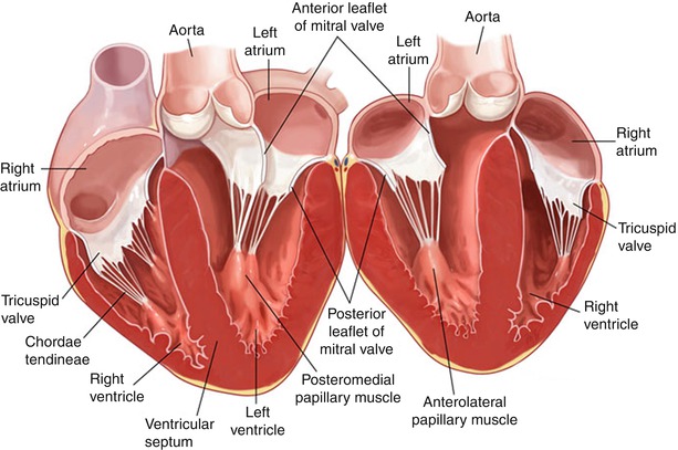 Mitral Valve Anatomy Image Infoupdate