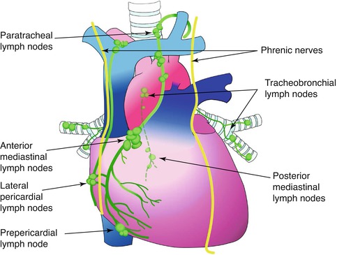 Anatomy 1.2 Mediastinum, Pericardium and Heart Flashcards