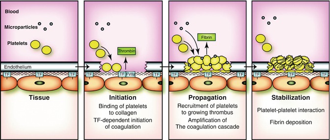 Pathways of coagulation process: (a) Double layer compression; (b