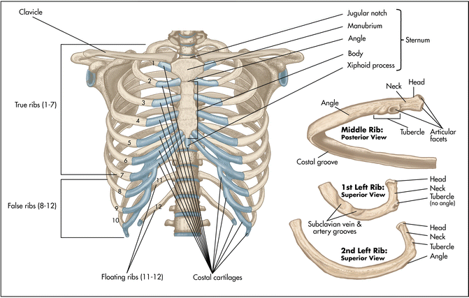 Rib - (2nd) [true rib] - Pocket Anatomy