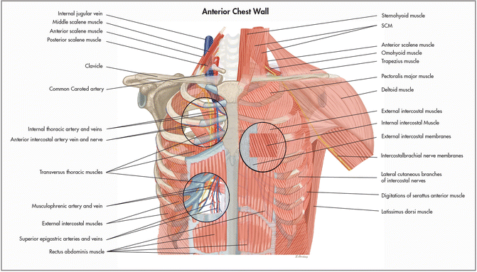 Surgical Anatomy of the Chest Wall