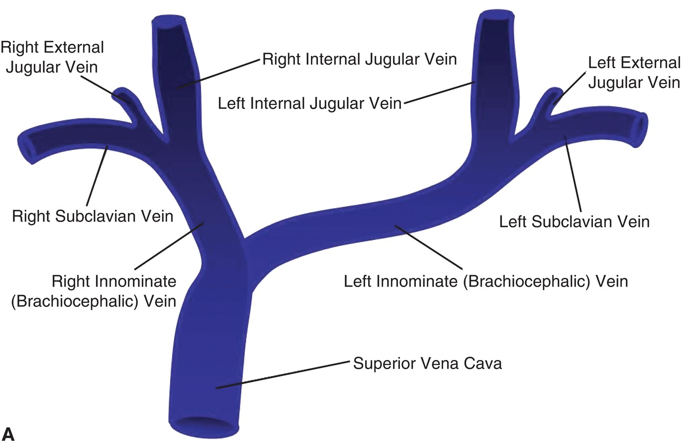 Brachiocephalic Vein Tributaries