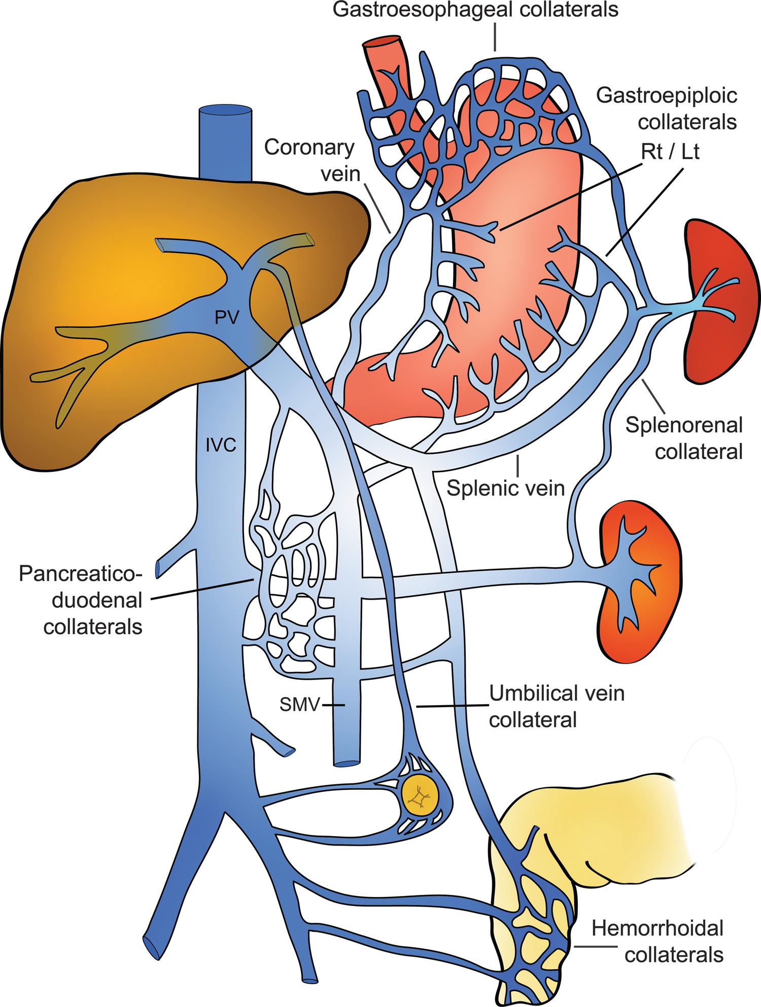 Hepatic Vein Vs Portal Vein