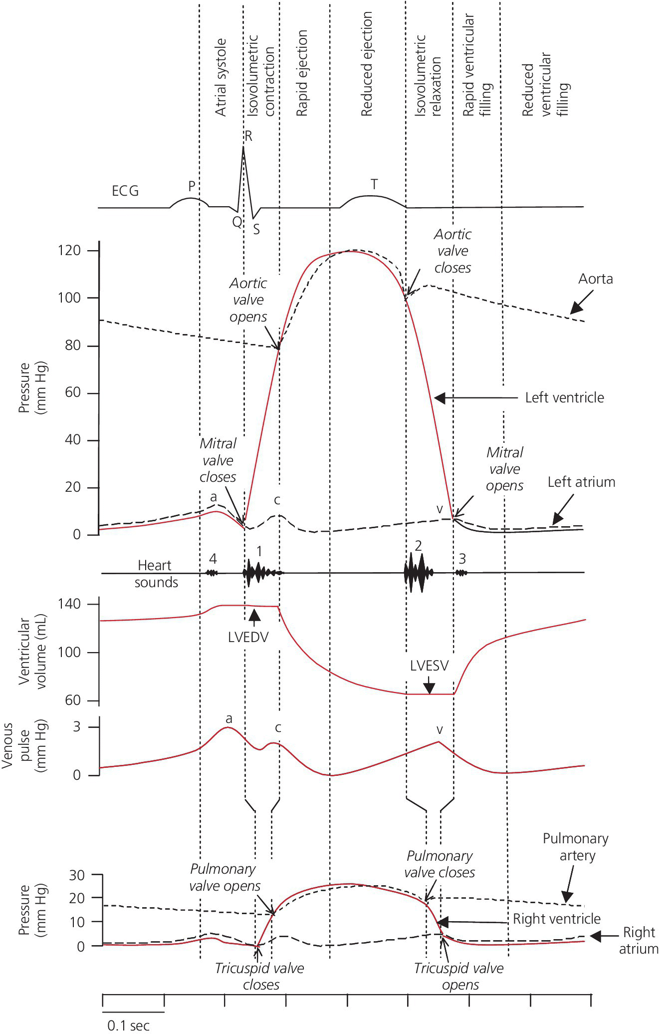 Wiggers diagram displaying various curves trough phases of atrial systole, isovolumetric contraction, rapid ejection, reduced ejection, isovolumetric relaxation, rapid and reduced ventricular filling.