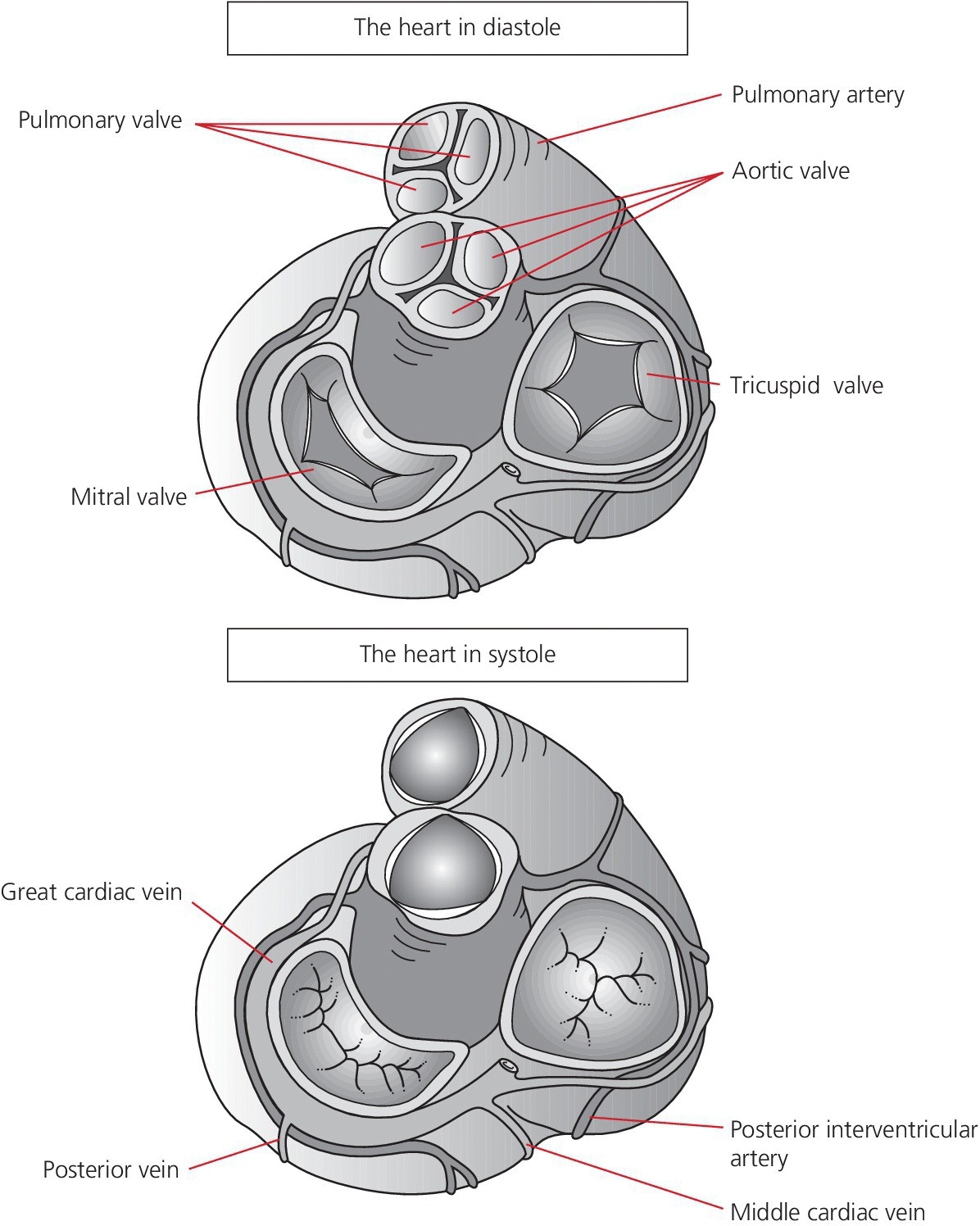 2 Illustrations of the cardiac structures during diastole (top) and systole (bottom), with line depicting various parts.