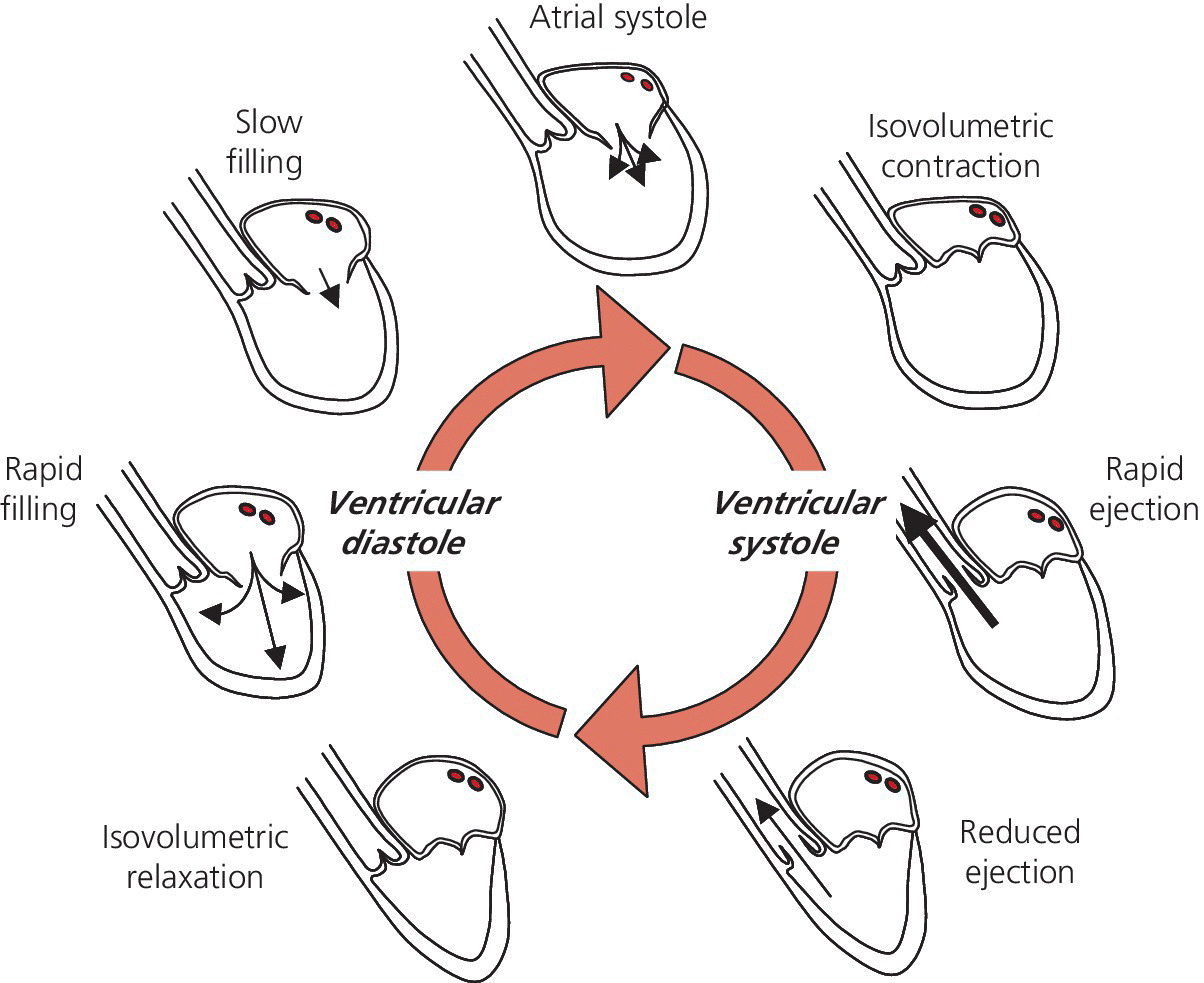 Schematic illustrating the mechanical events of the cardiac cycle divided into systole and diastole, depicting isovolumetric contraction, rapid ejection, reduced ejection, isovolumetric relaxation, etc.