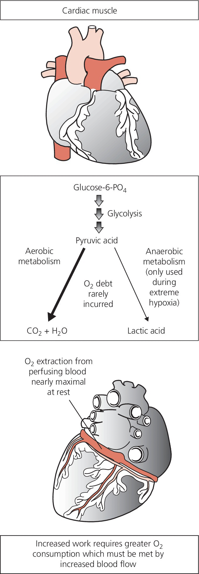 Illustration of the heart and its major vessels (top) and of the posterior heart highlighting the coronary sinus (bottom). Flow diagram of glucose-6-PO4 conversion to pyruvic acid, then to CO2 + H2O and lactic acid (center).