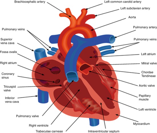 Basic Heart Anatomy