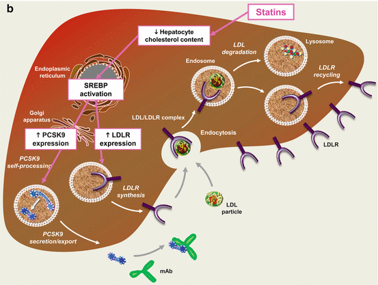 Statins And PCSK9 Inhibitors: Defining The Correct Patients | Thoracic Key