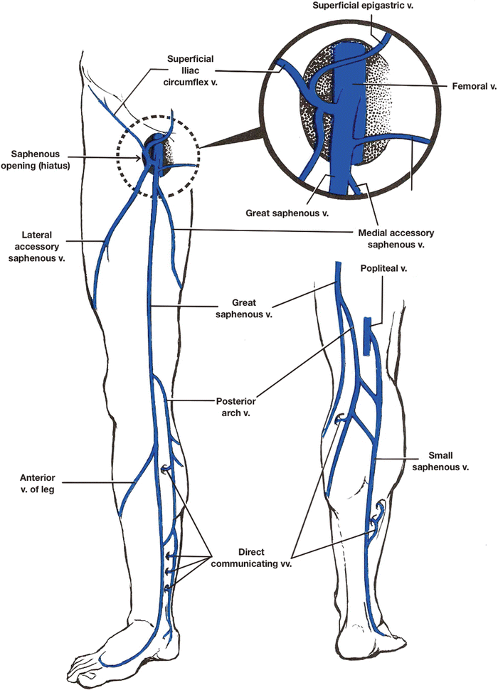 Lower Extremity Arterial System