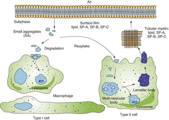 The Surfactant System | Thoracic Key