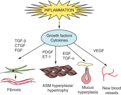 Biology And Assessment Of Airway Inflammation | Thoracic Key