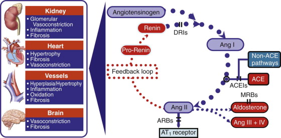 Antihypertensive Drugs And Their Cardioprotective And Renoprotective ...