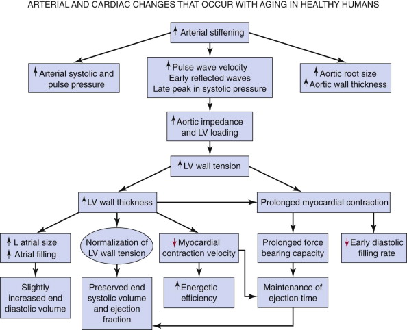 Cardiovascular Aging: The Next Frontier In Cardiovascular Prevention ...