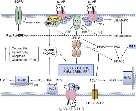 Adrenergic Receptor Signaling In Heart Failure | Thoracic Key