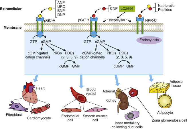 Natriuretic Peptides In Heart Failure: Pathophysiologic And Therapeutic ...