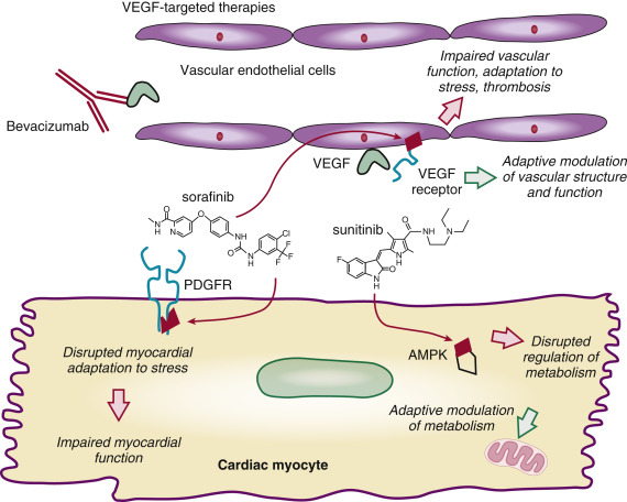 Cardio-Oncology And Heart Failure | Thoracic Key