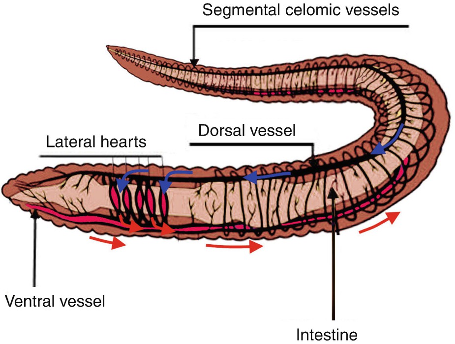 Earthworm Circulatory System