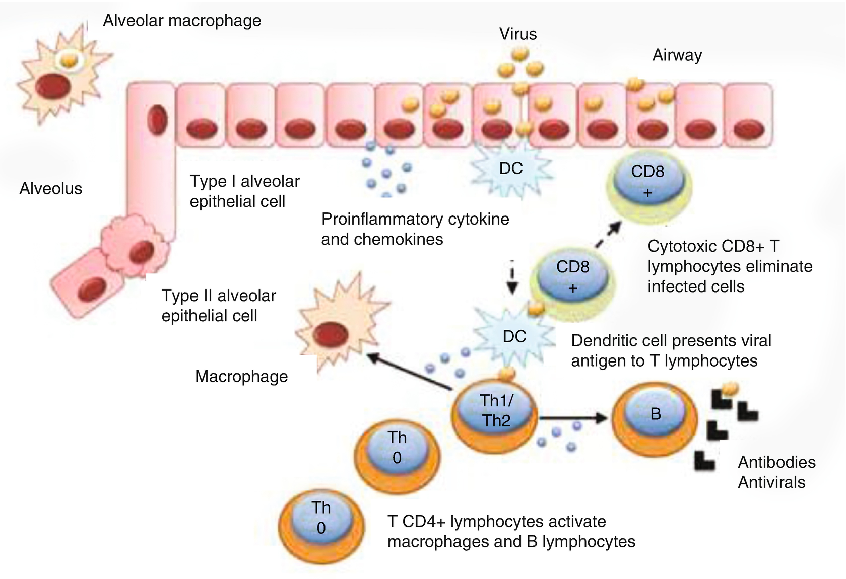 Mechanism Of Respiratory System