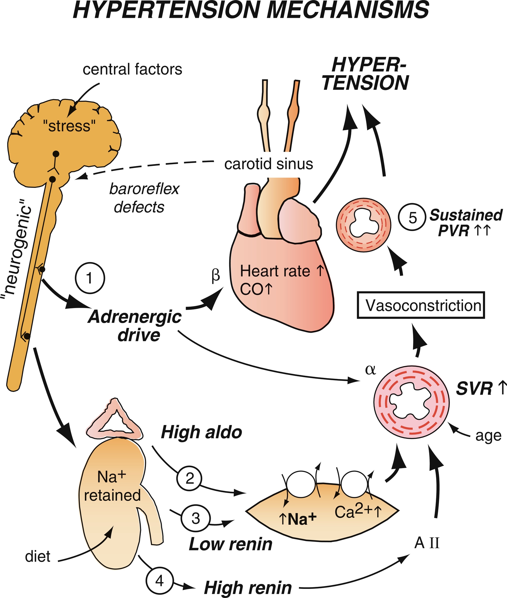 Antihypertensive Therapies | Thoracic Key